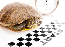 Kathbern Management - Toronto Recruitment Agency - A turtle crossing a start line