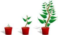 3 Potted Plants at Varying Stages of Growth - Kathbern Management Toronto Executive Headhunters